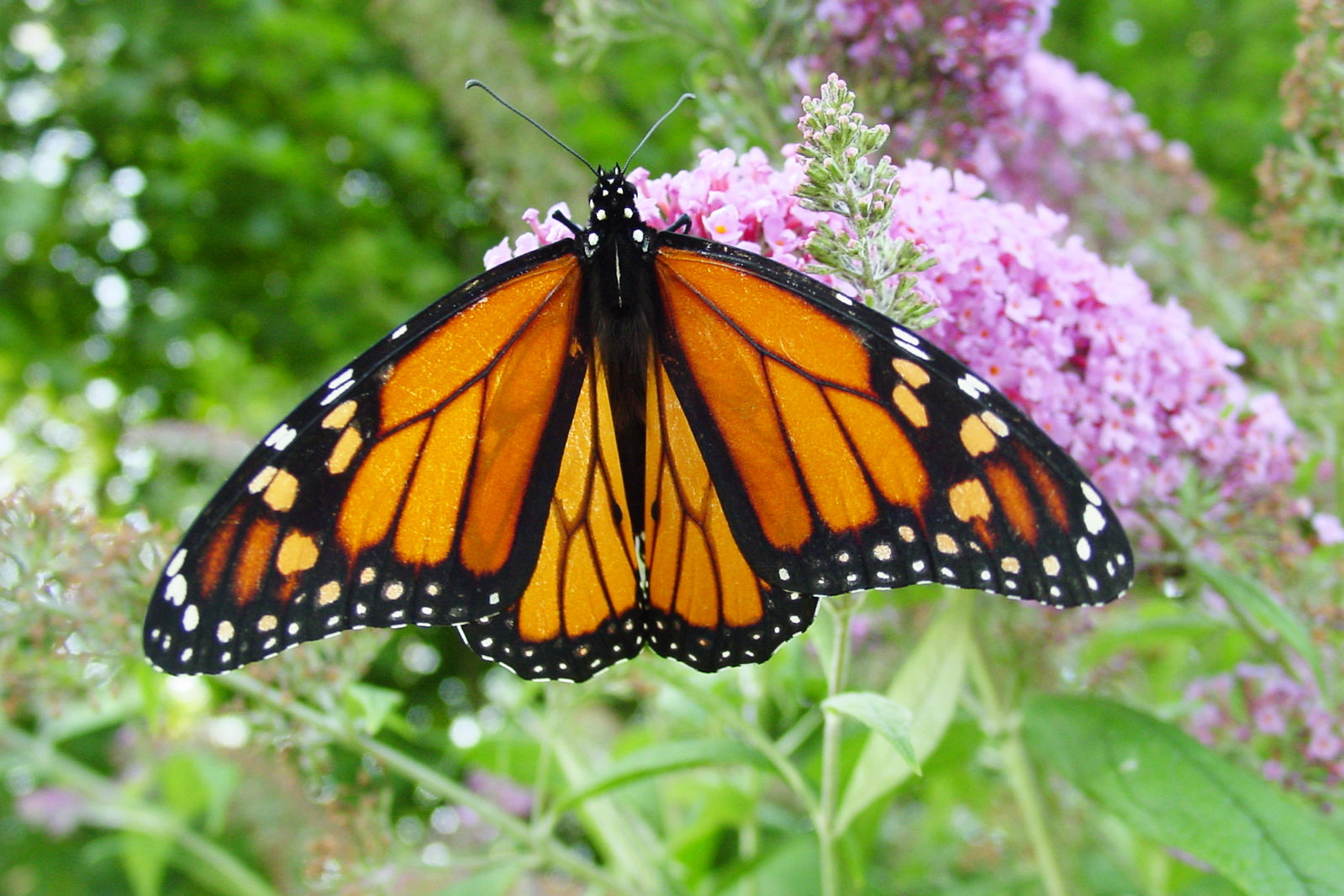 monarca mariposa