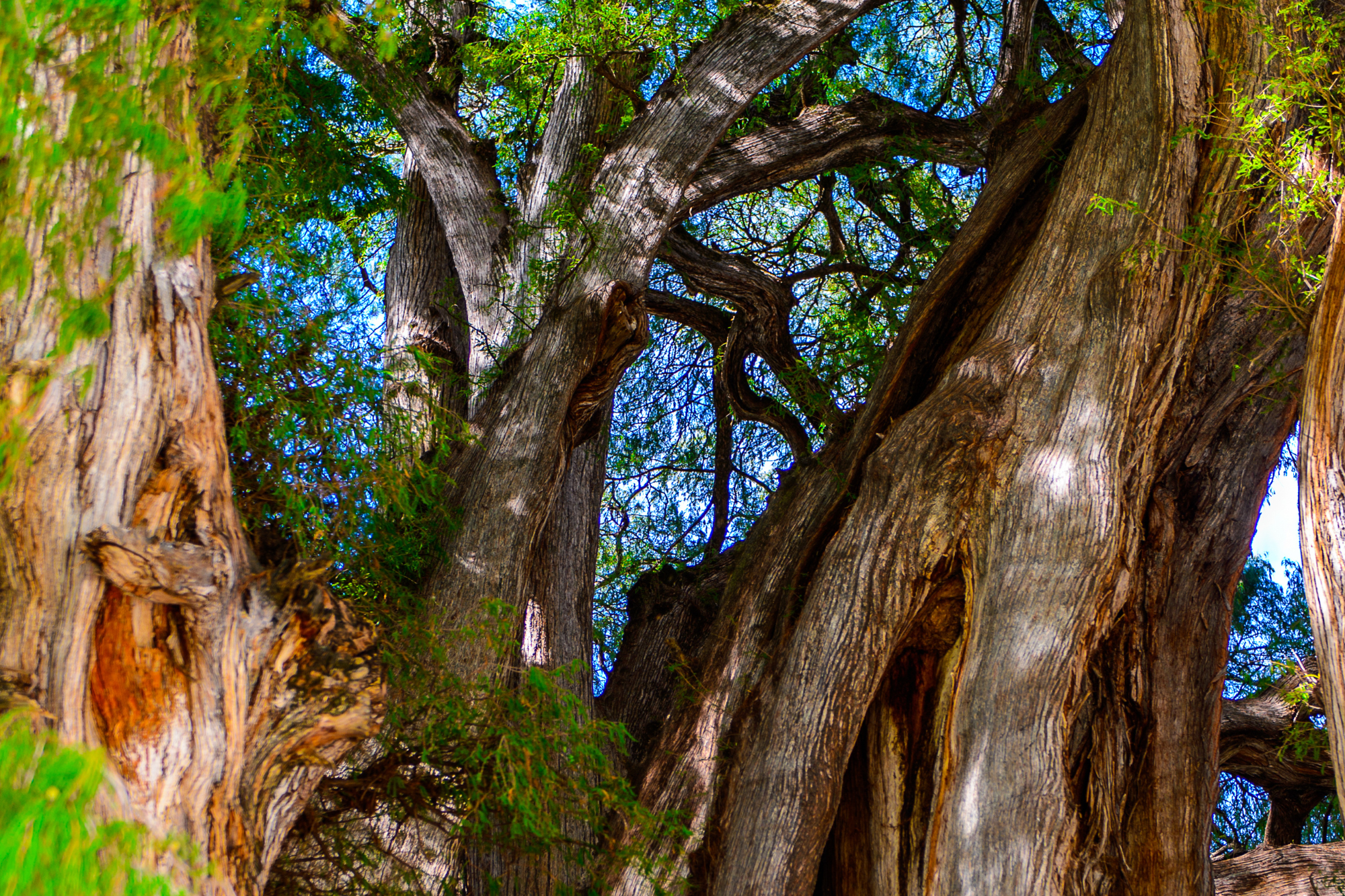 ahuehuete arbol nacional de mexico