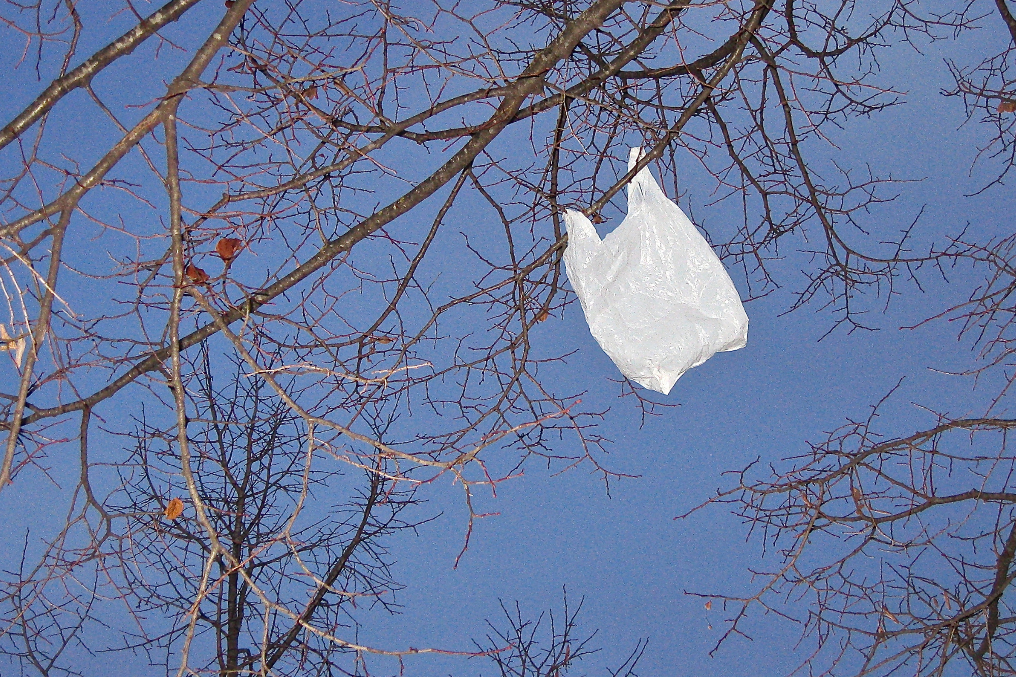 Chapultepec sin plastico
